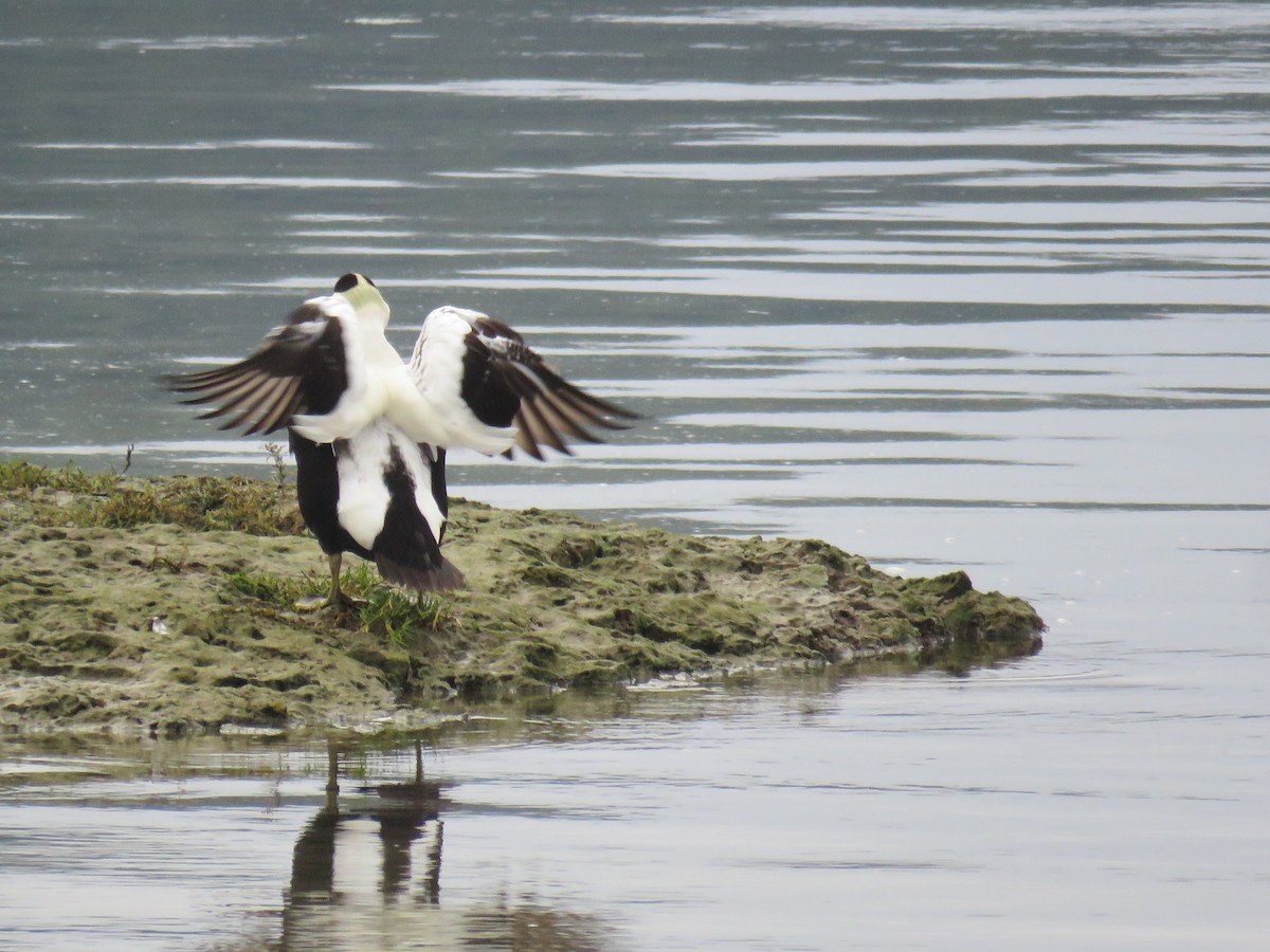 Common Eider - ML647236001