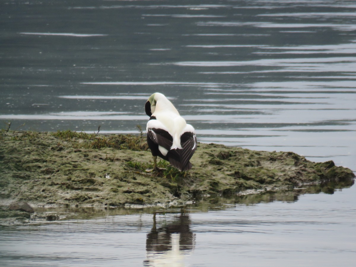 Common Eider - ML647236002
