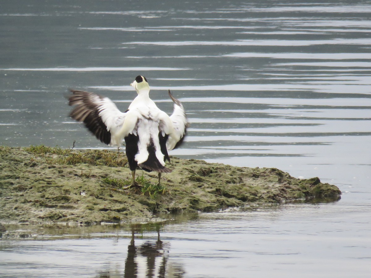 Common Eider - ML647236003