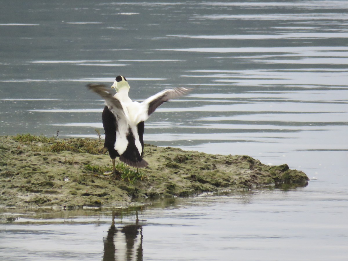 Common Eider - ML647236004