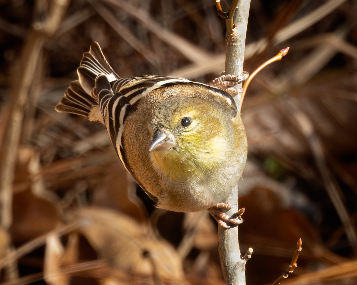 American Goldfinch - ML647236005
