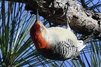 Red-bellied Woodpecker - ML647236006