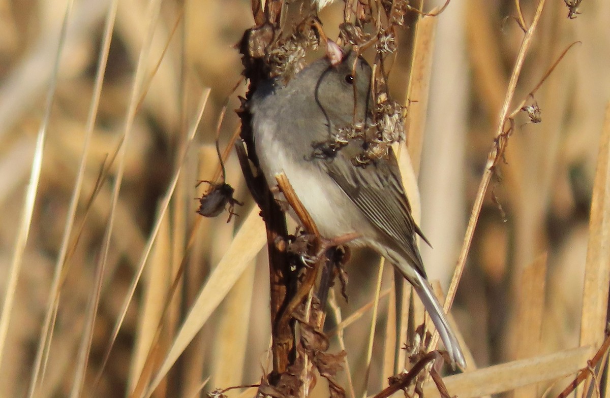 Dark-eyed Junco - ML647236007
