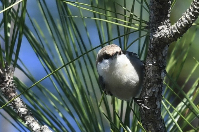 Brown-headed Nuthatch - ML647236008