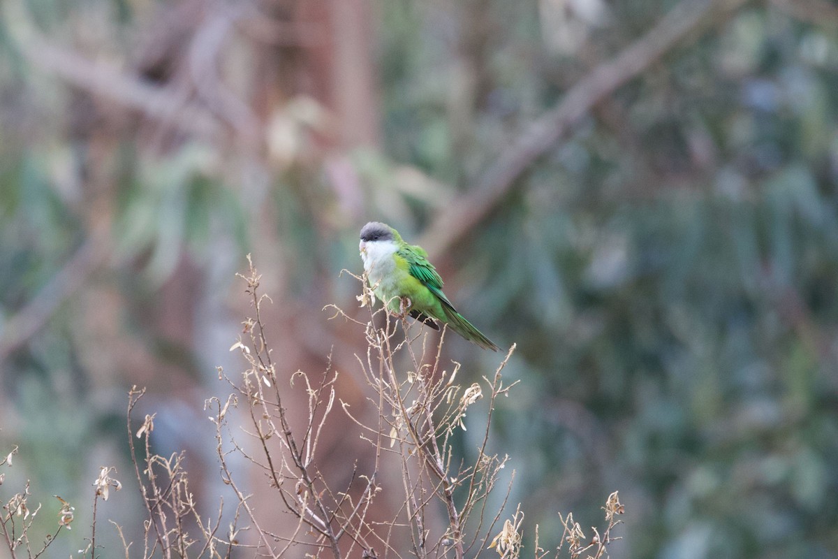 Gray-hooded Parakeet - ML647236009