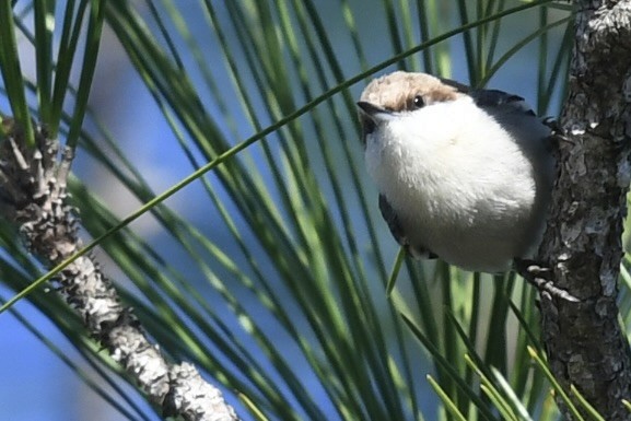 Brown-headed Nuthatch - ML647236010