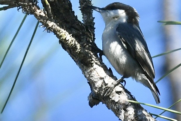 Brown-headed Nuthatch - ML647236011