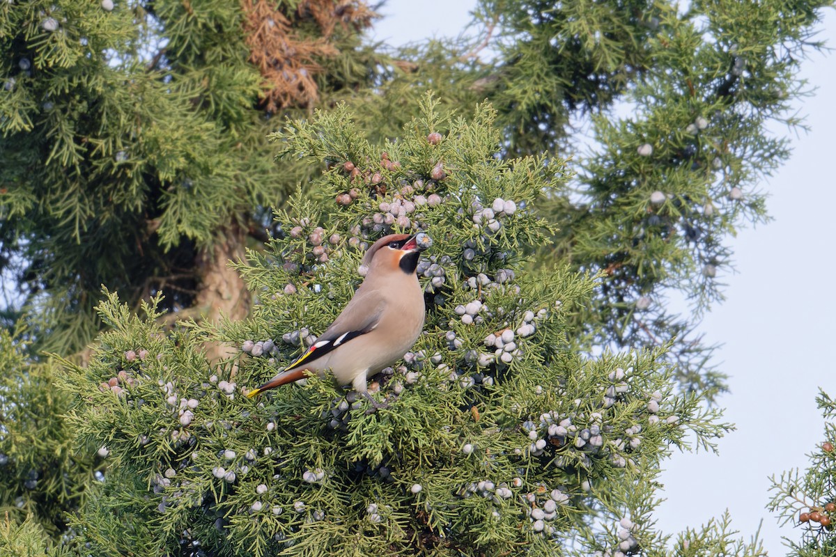 Buztanori boreala - ML647236014