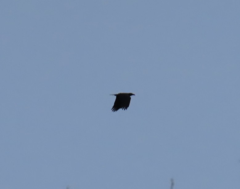 Common Raven - ML647236017