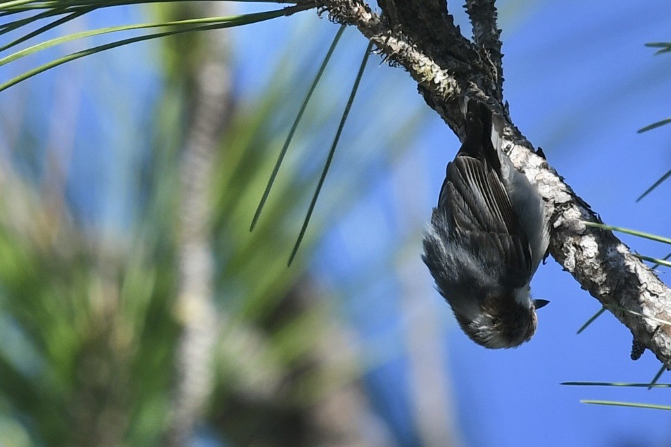 Brown-headed Nuthatch - ML647236018