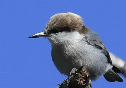 Brown-headed Nuthatch - ML647236020