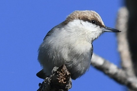 Brown-headed Nuthatch - ML647236023