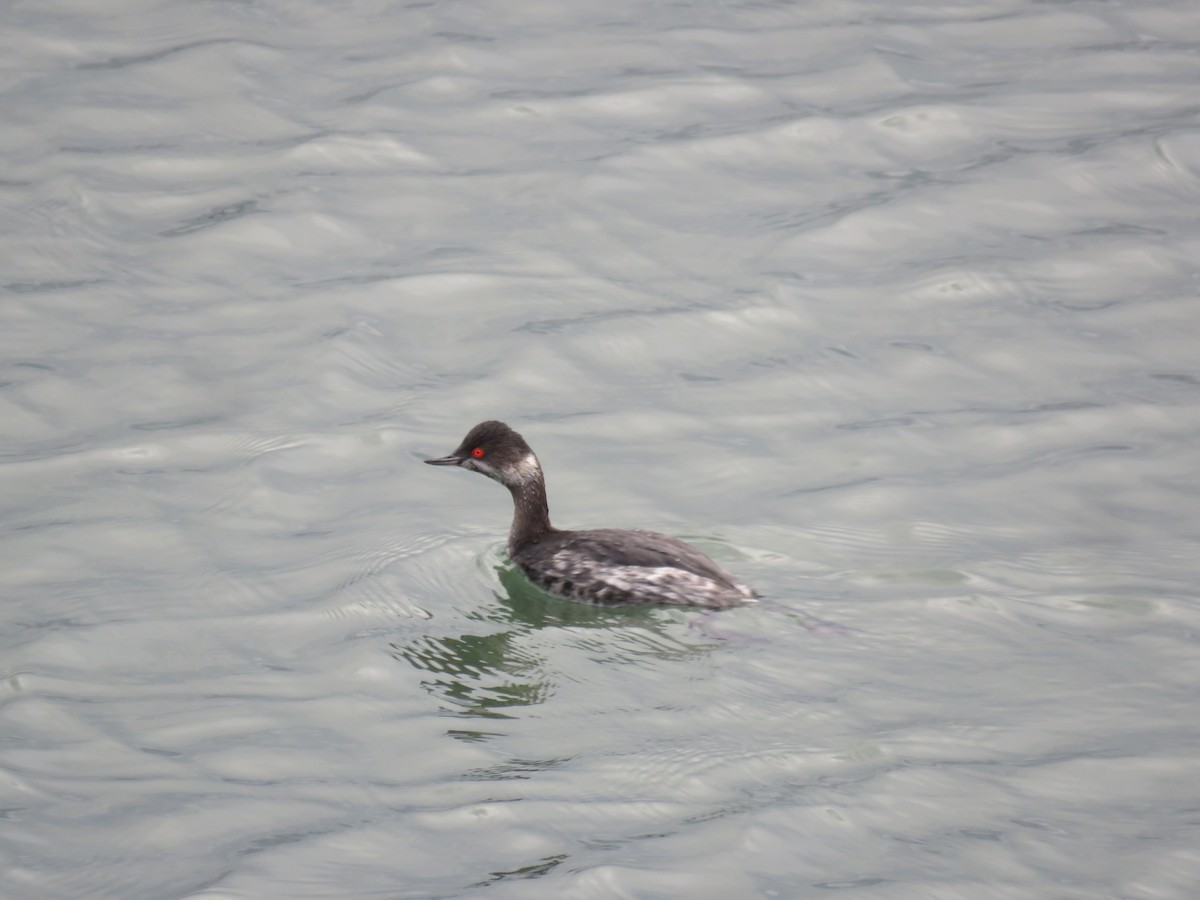 Grèbe à cou noir - ML647236026