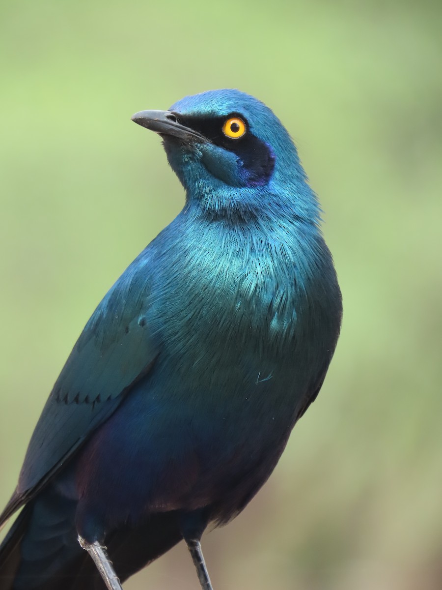 leskoptev kovová - ML647236029