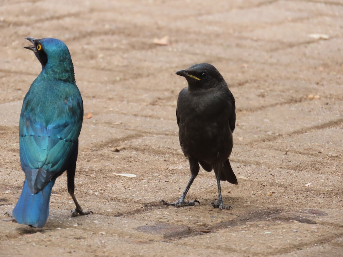 leskoptev kovová - ML647236030