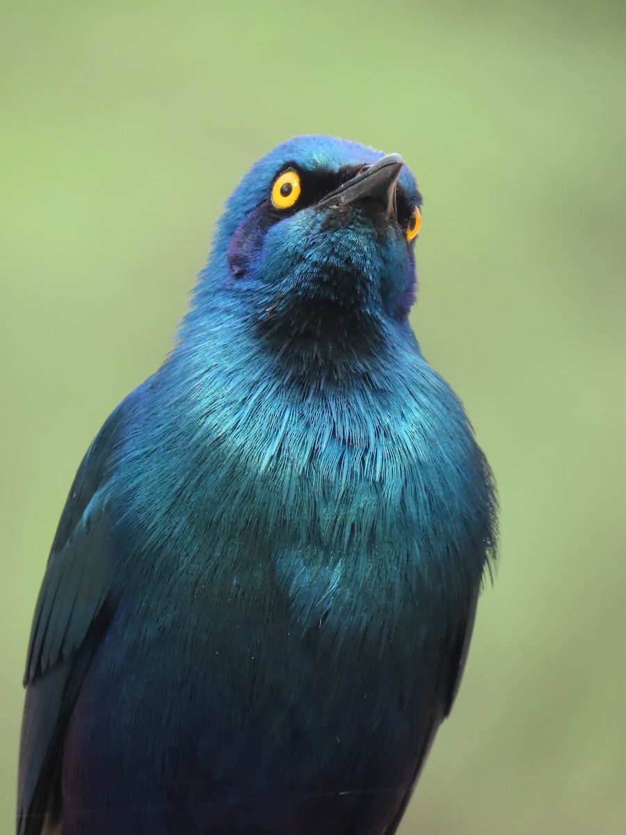 leskoptev kovová - ML647236031