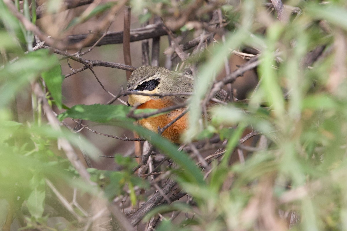 Zeytin Tepeli Hilalgerdan - ML647236033