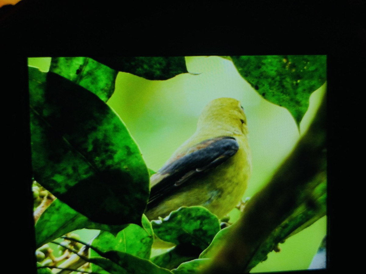 Piranga Escarlata - ML647236037