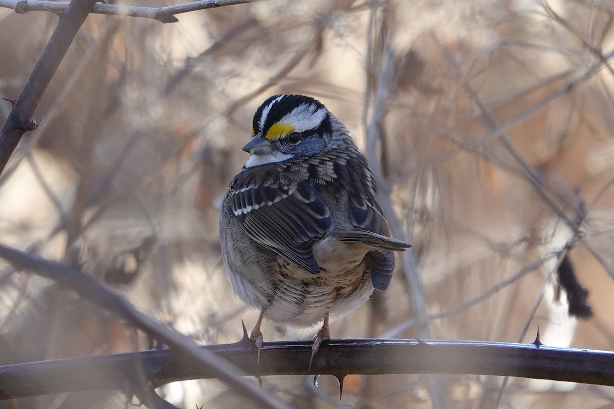 White-throated Sparrow - ML647236045