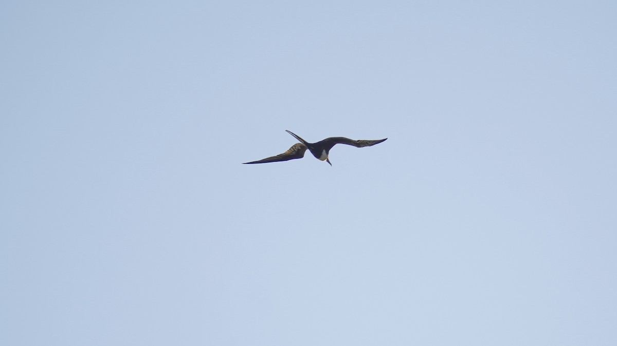 Lesser Frigatebird - ML647236046