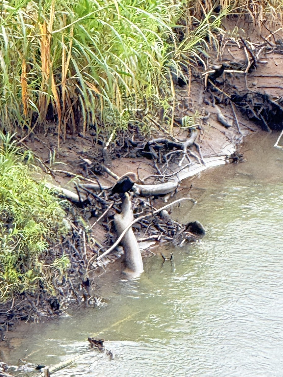 Anhinga - ML647236047