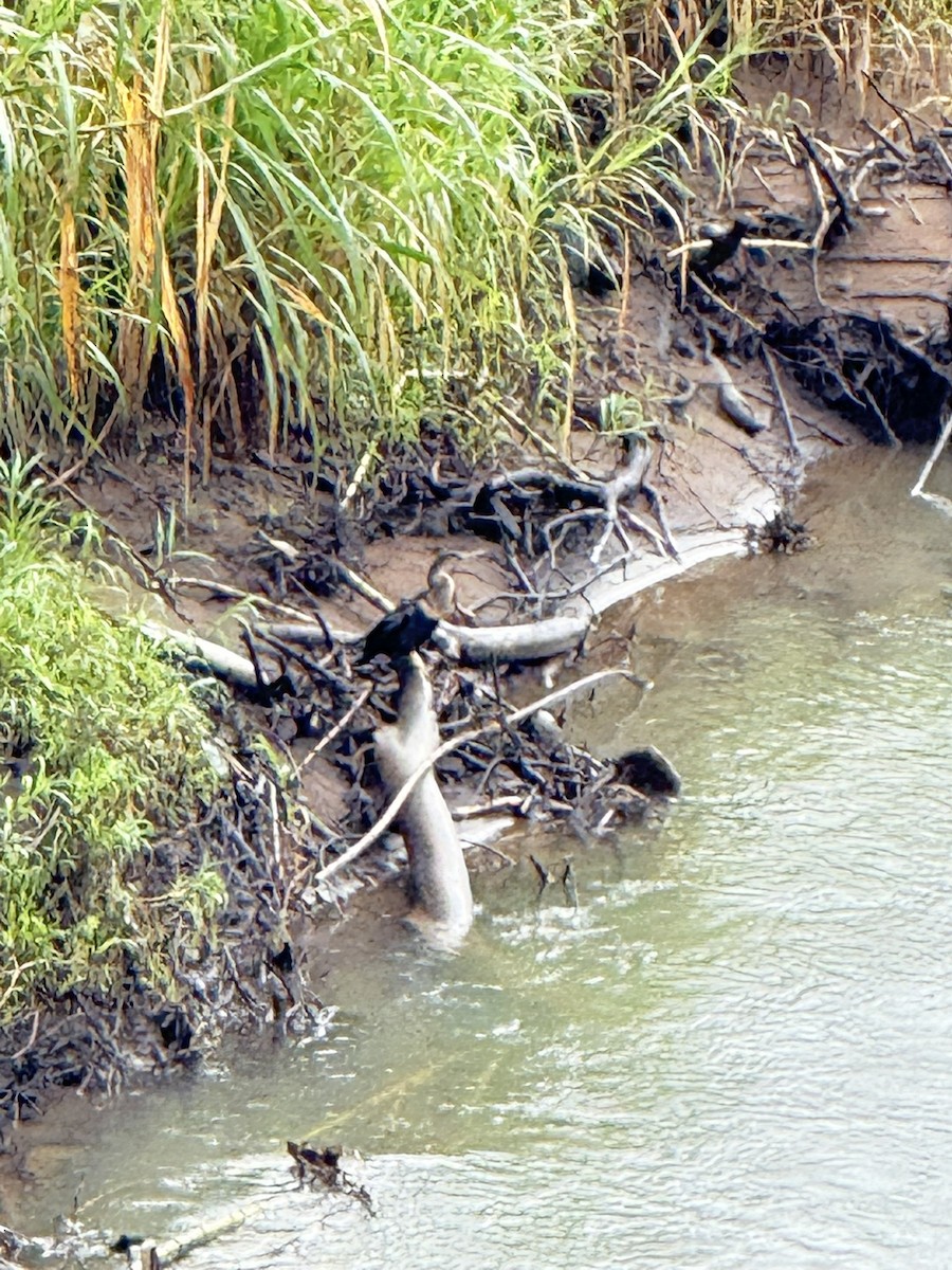 Anhinga - ML647236048