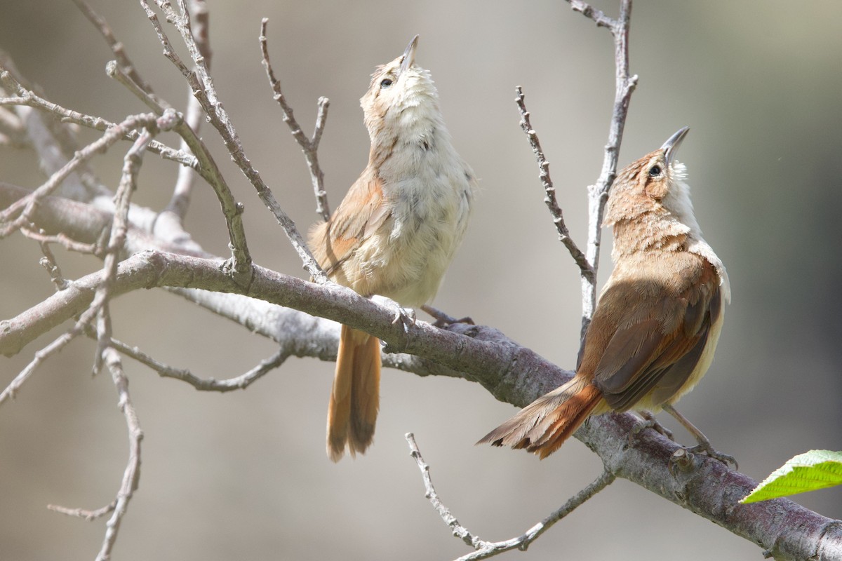 Streak-fronted Thornbird - ML647236049