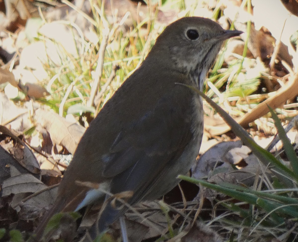 Hermit Thrush - ML647236050
