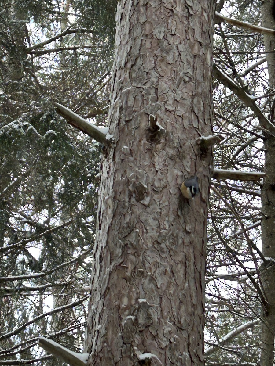 Red-breasted Nuthatch - ML647236051