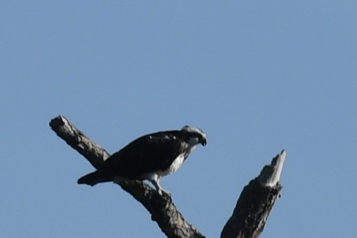 Osprey - ML647236053