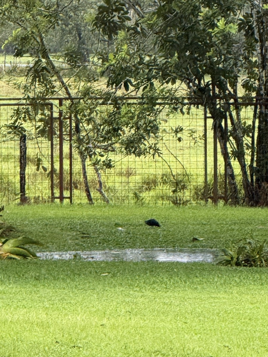 Green Ibis - ML647236055