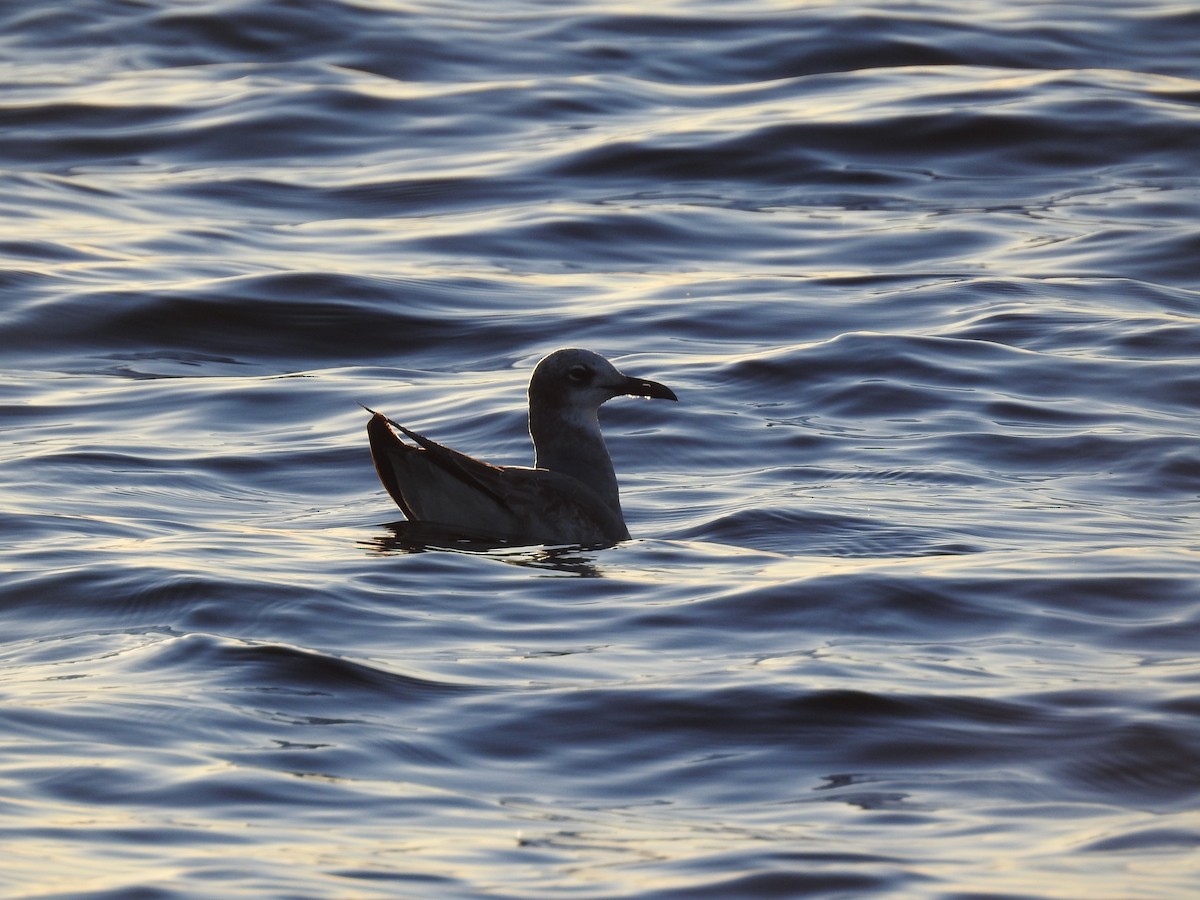 Laughing Gull - ML647236056