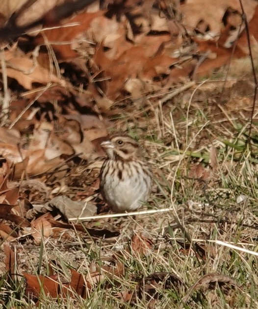 Song Sparrow - ML647236057