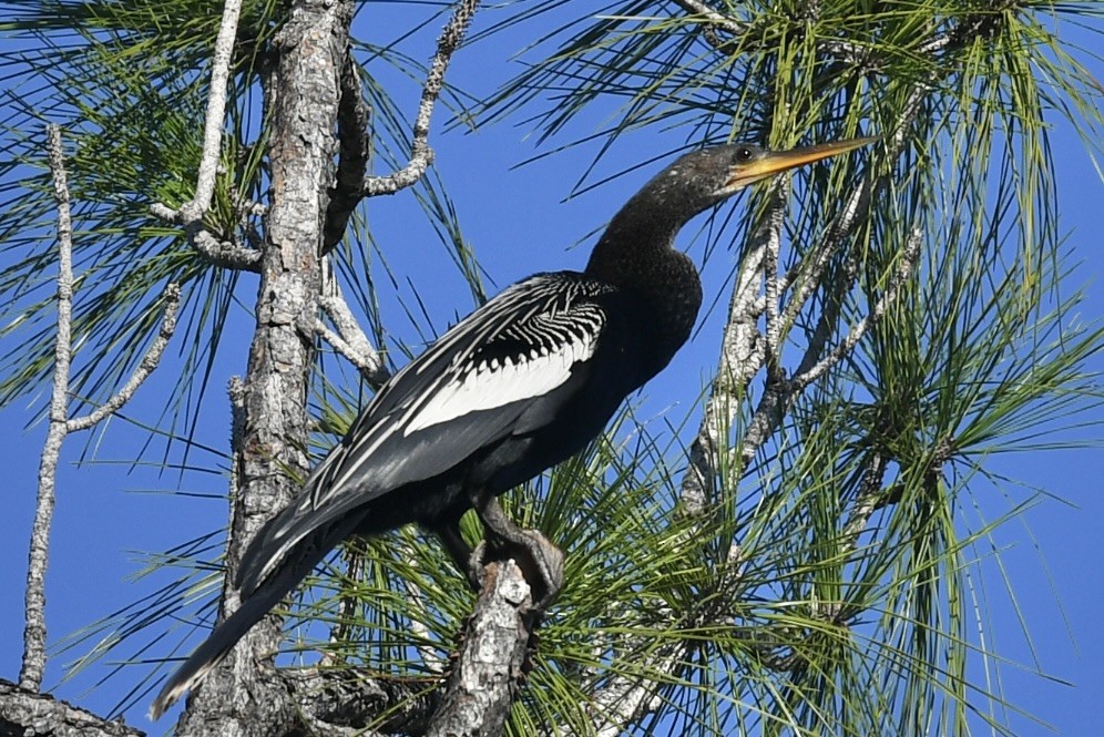 Anhinga - ML647236059