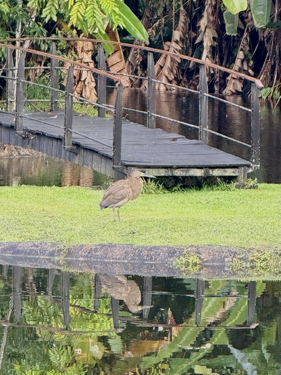 Bare-throated Tiger-Heron - ML647236060