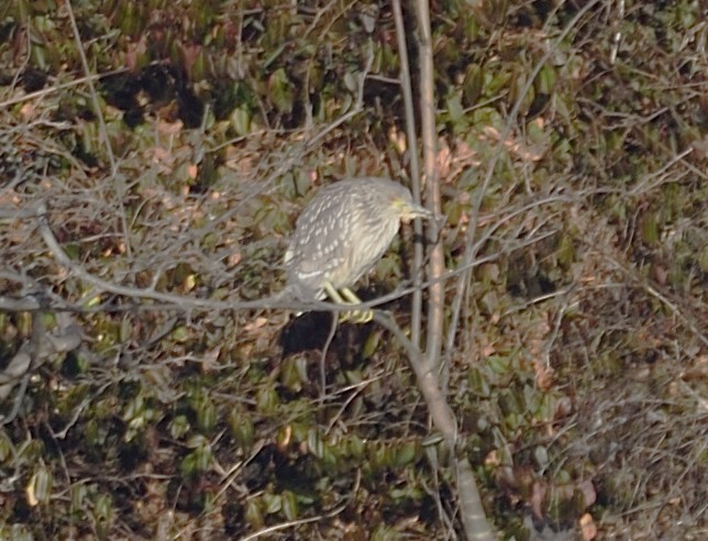Black-crowned Night Heron - ML647236064