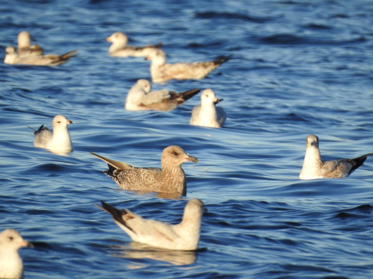 American Herring Gull - ML647236065