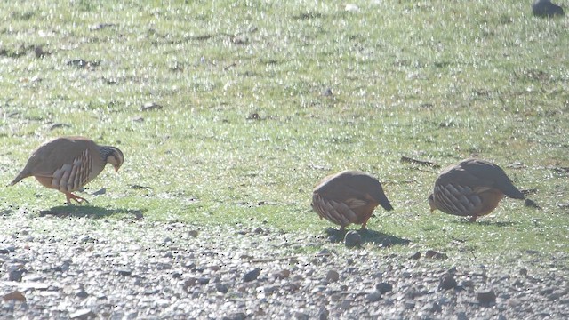 Red-legged Partridge - ML647236066