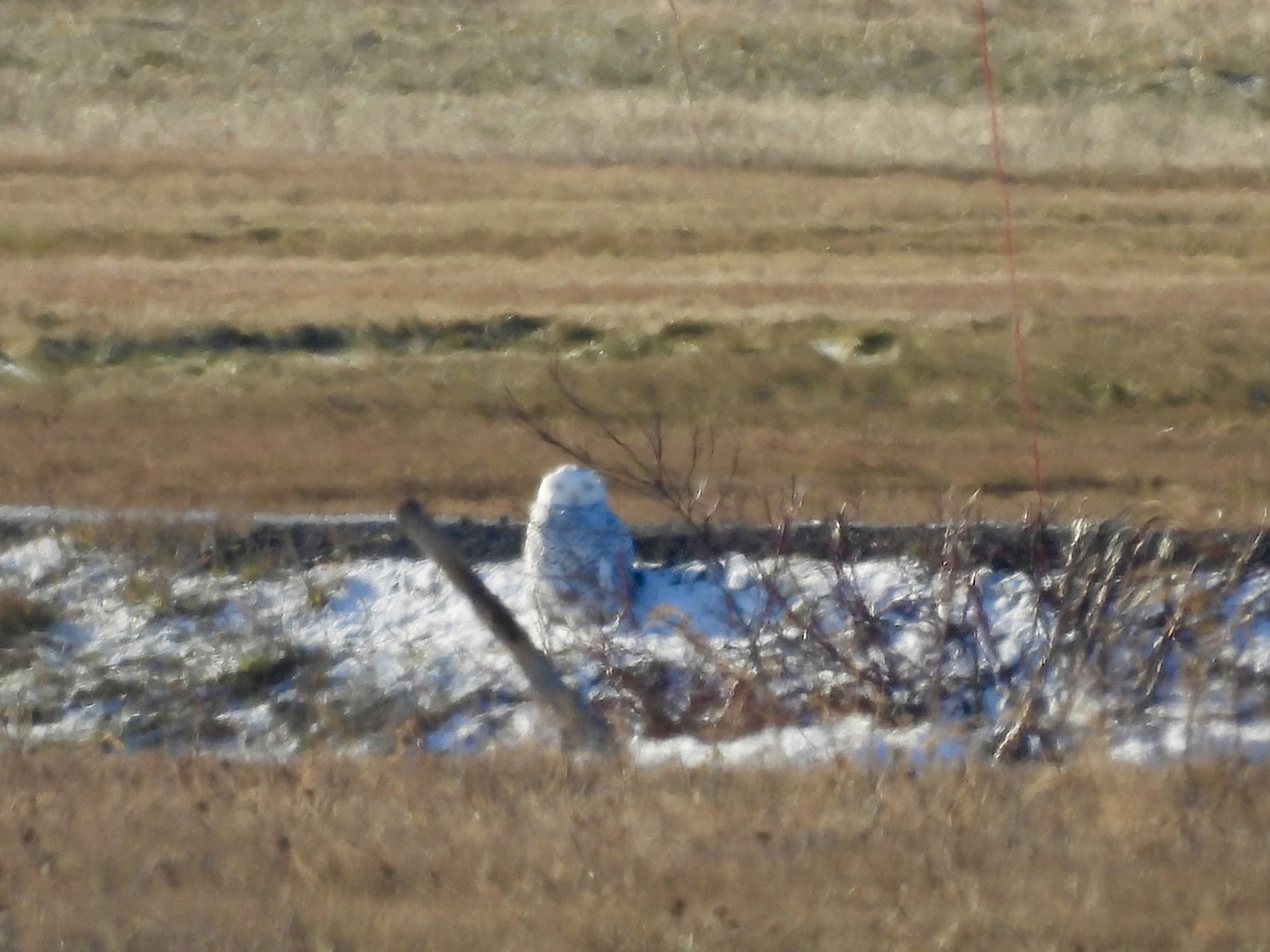 Snowy Owl - ML647236067