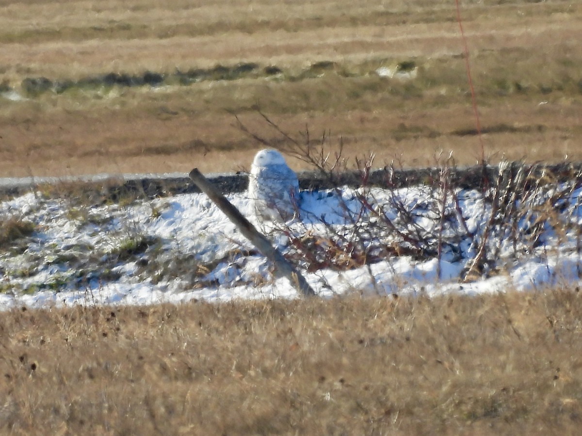 Snowy Owl - ML647236068