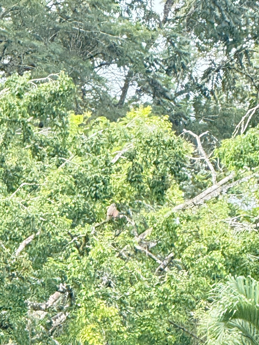 Broad-winged Hawk - ML647236069