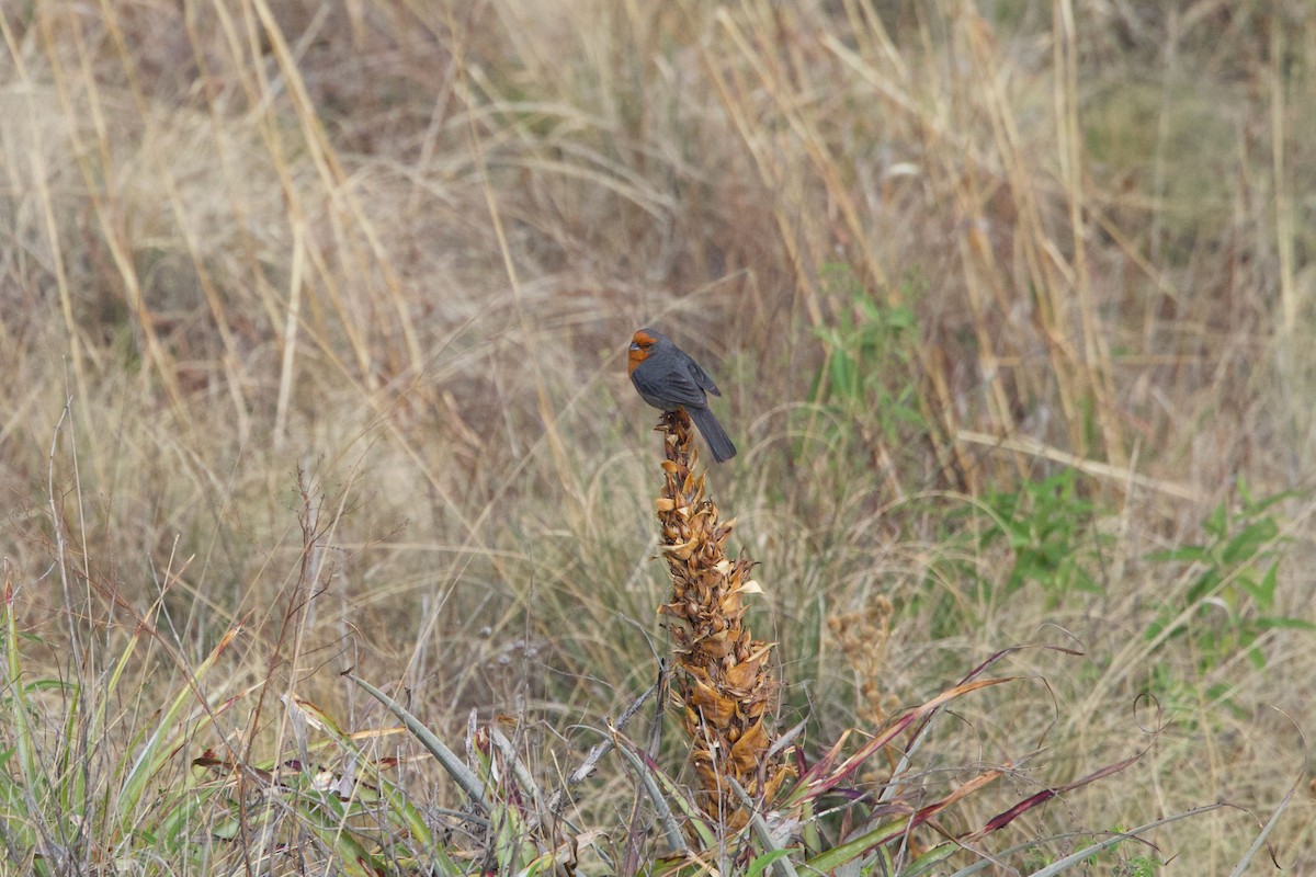 Cochabamba Mountain Finch - ML647236070