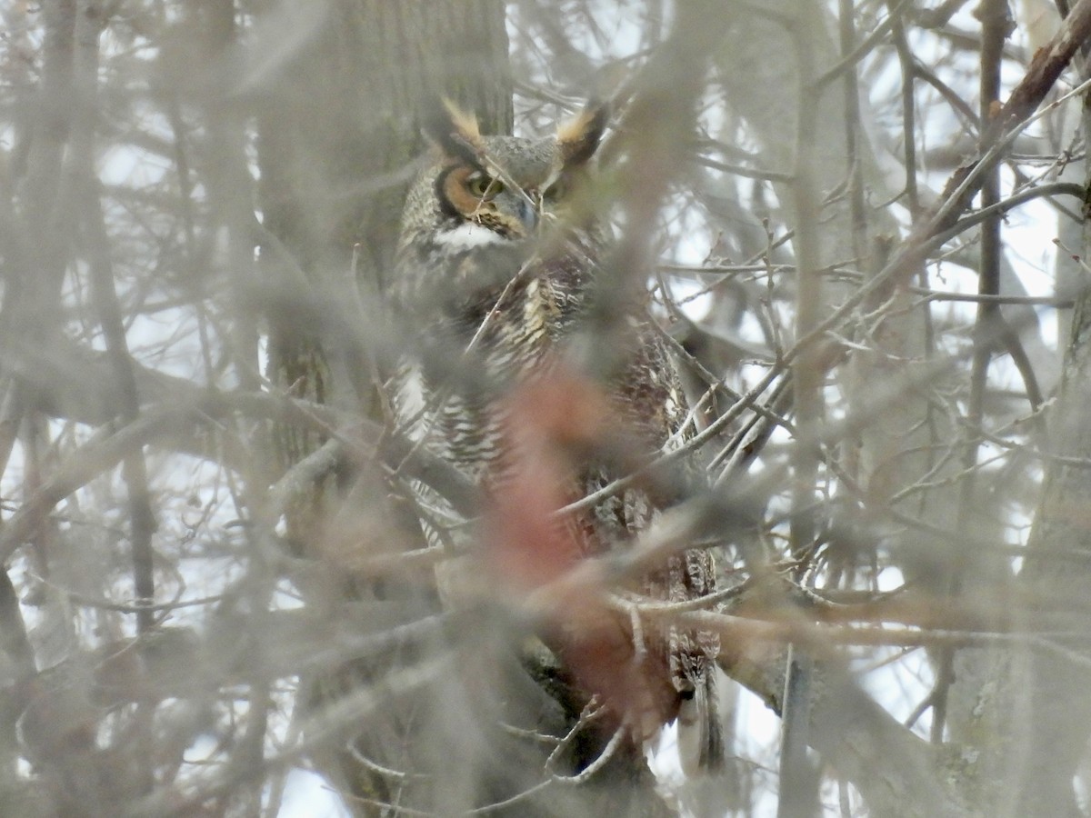 Great Horned Owl - ML647236071