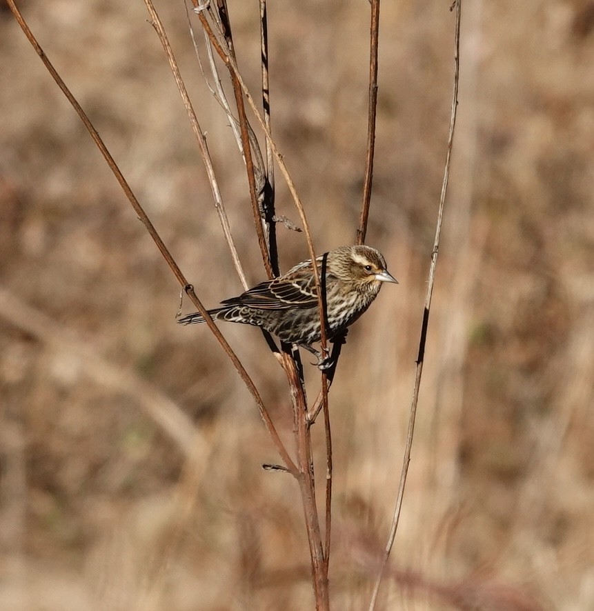 Red-winged Blackbird - ML647236072