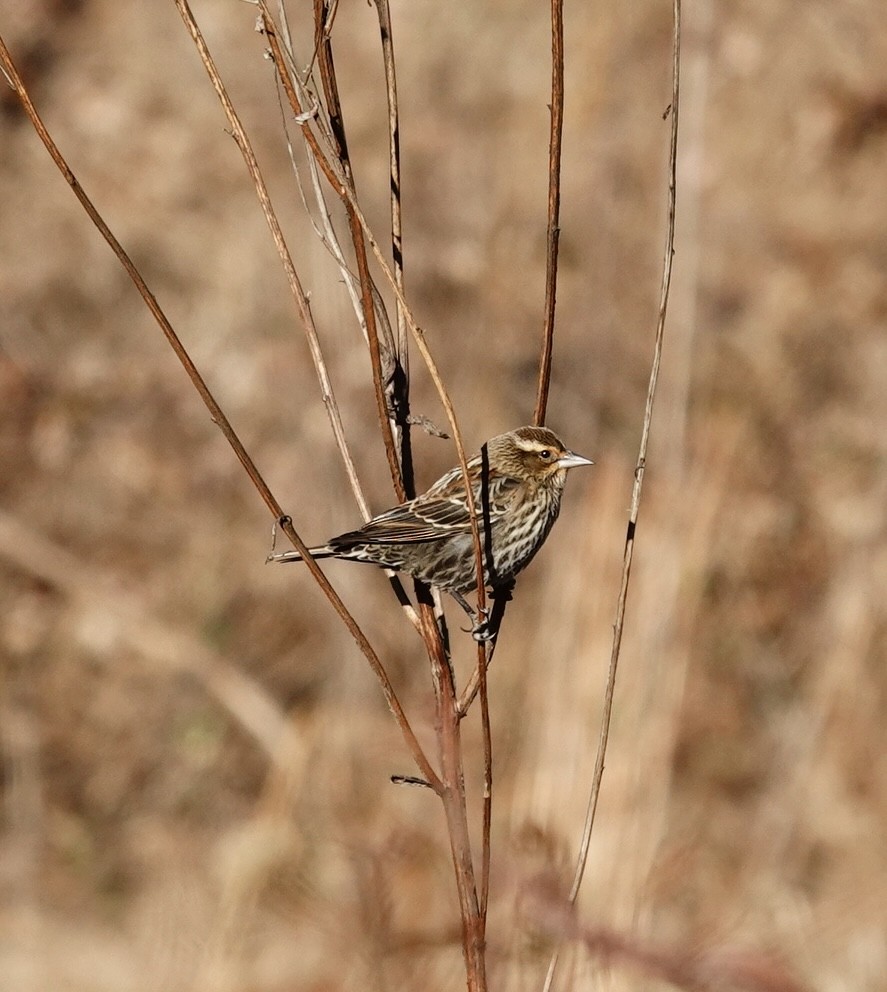 Red-winged Blackbird - ML647236073