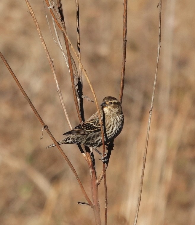 Red-winged Blackbird - ML647236074