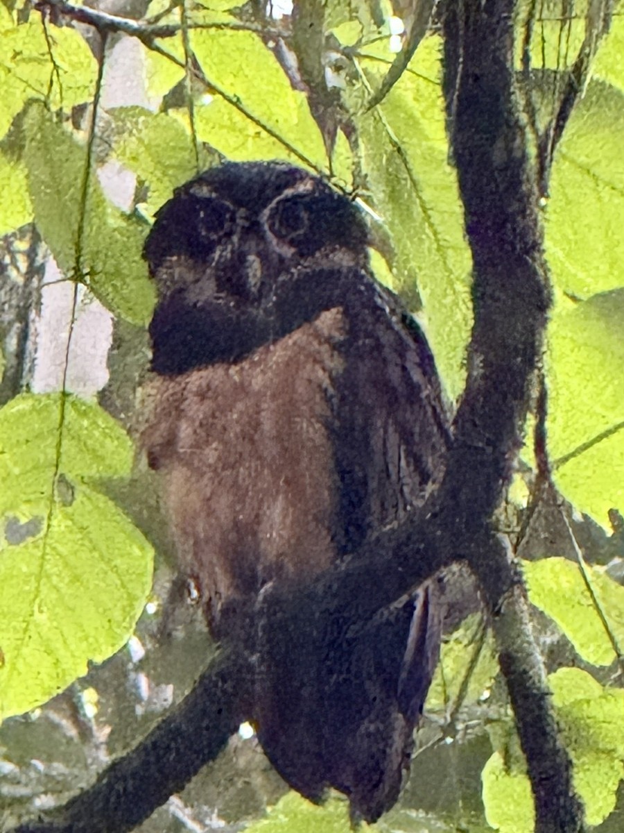 Spectacled Owl - ML647236075