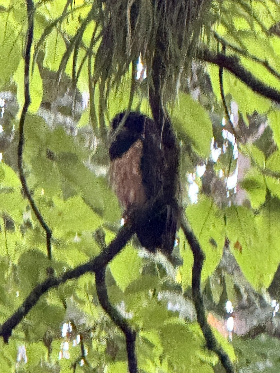 Spectacled Owl - ML647236076