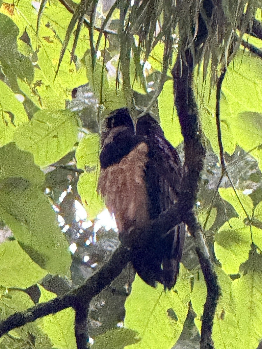 Spectacled Owl - ML647236077