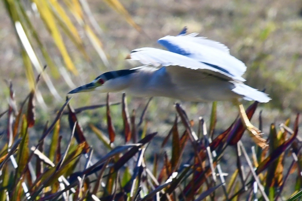 Black-crowned Night Heron - ML647236078